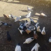 کفتر خوب