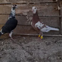 کبوتر پرشی ماده مولمینز