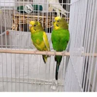 قفس پرنده و ی جفت مرغ عشق