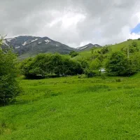 یونجه خرد شده