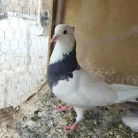 کبوترطوقی