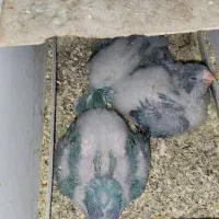 راهب آبی سرلاکی