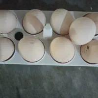 10عدد تخم مرغ محلی