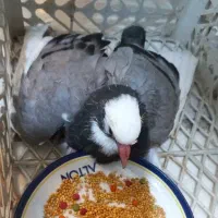 جوجه کبوتر
