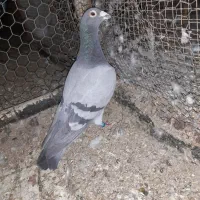 دوجفت پلاکی اصل باجوجه دونسته کیلومتری