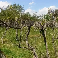 جاده-امامزاده-روستای-قراجلر