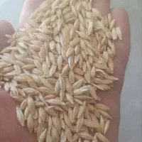 جو دیم پاییزه
