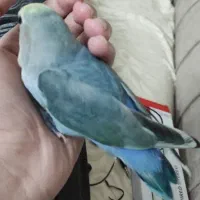طوطی گمشده