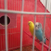 یک جفت مرغ عشق