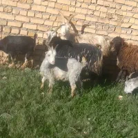 باسلام ۵ راس بز شیرازی