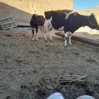 گاووجونه ماده فروشی جفت ابستن