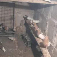 فروش ساری باش هواگیر