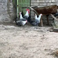 تخم مرغ براکل