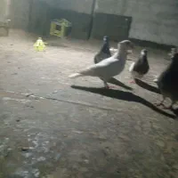 6عدد کبوتر زدو خوردی