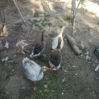 یک جفت غاز نر و ماده