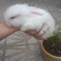 خرگوش