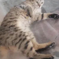 گربه|گربه|اصفهان, قهجاورستان|دیوار