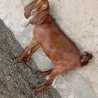 ساعت .. کسی خواست زنگ بزنه