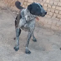 سگ خیلی هار