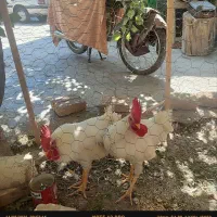 فروش خروس