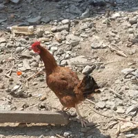 مرغ تخمگذار