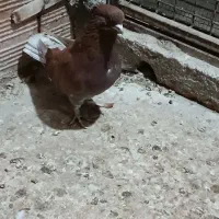 کبوتر