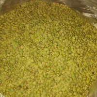 عدس دیم دولتخانه