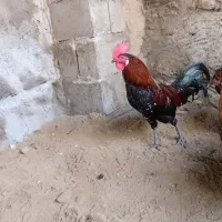 مرغ و خروس