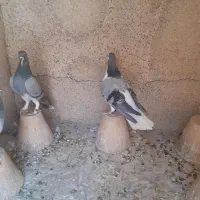 یک جفت خرقه نر و ماده دونسته