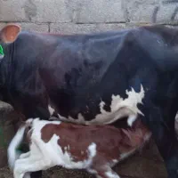 گاو