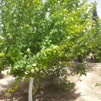 باغ و باغچه ۱۵۴ متری / چسبه بافته مسکونی|فروش زمین و ملک کلنگی|تهران, امیریه|دیوار