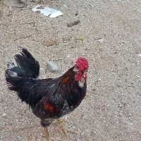 خروس بزرگ