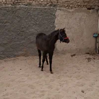 کره مادیون یکسر