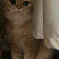 گربه
