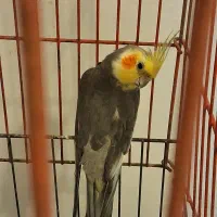 عروس هلندی