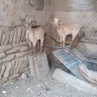 دوعدد بزغاله نر سانن