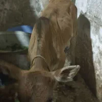 گوساله نر 2ماه