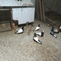 سینه سیاه