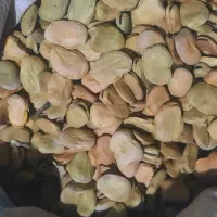 باقله درجه ۱