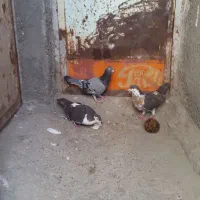 کبوتر|پرنده|مشهد, شترک|دیوار