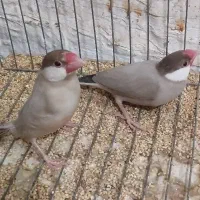جفت نرگسی شکلاتی با ۳ جوجه مولد
