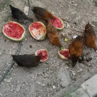 جوجه محلی