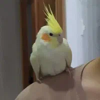 گمشده