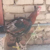 خروس لاری فروش فوری قیمت حراج