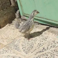 دو عدد نیمچه خروس گلین