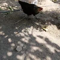 مرغ