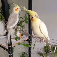 عروس هلندی مولد