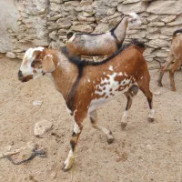 نری و برره چاق