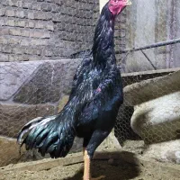 مرغ و خروس اوشامو