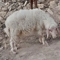 بره